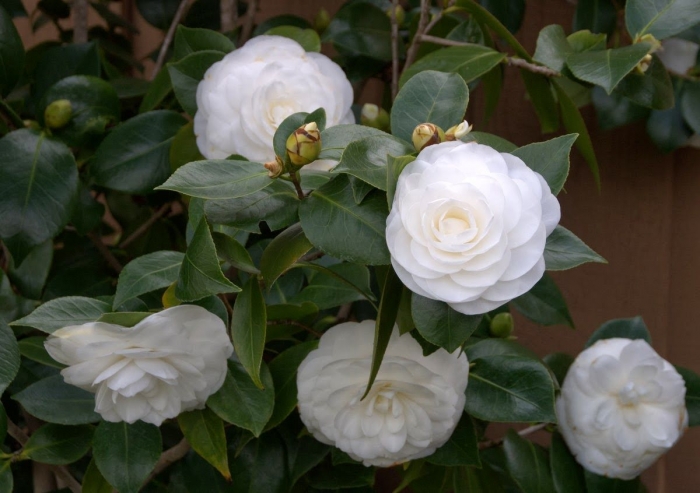 Tặng hoa sinh nhật cho người tuổi Tỵ 1361121951