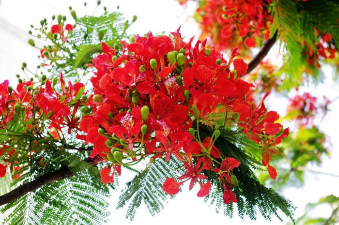 Hoa phượng: Nguồn gốc, ý nghĩa và công dụng trong đời sống 934439875