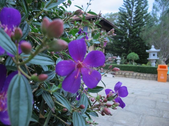 Hoa mua tím - Loài hoa bình dị, sinh trưởng tự nhiên 266948459