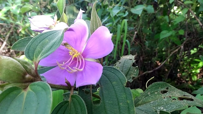 Hoa mua tím - Loài hoa bình dị, sinh trưởng tự nhiên 266948459