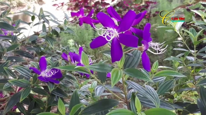 Hoa mua tím - Loài hoa bình dị, sinh trưởng tự nhiên 266948459