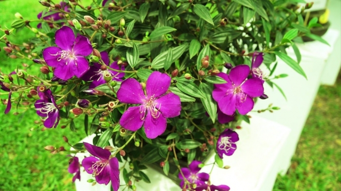 Hoa mua tím - Loài hoa bình dị, sinh trưởng tự nhiên 266948459