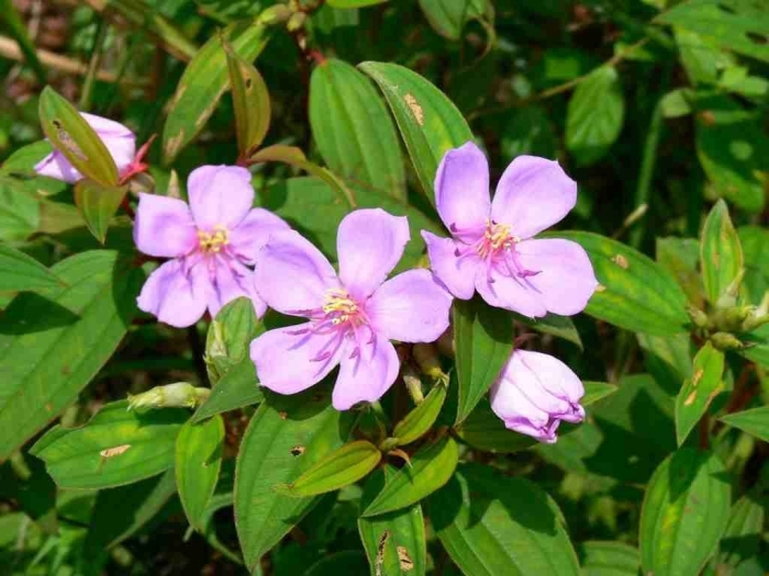 Hoa mua tím - Loài hoa bình dị, sinh trưởng tự nhiên 266948459