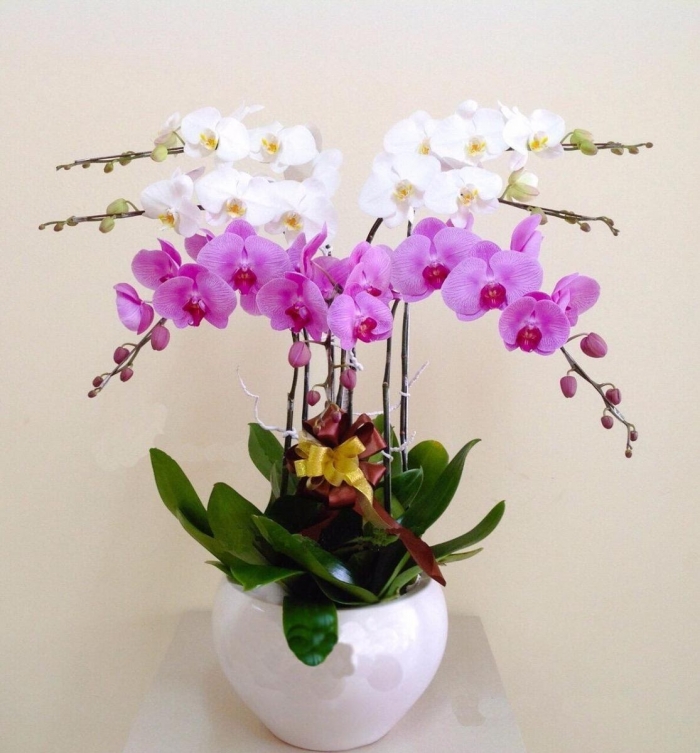 Mách bạn tặng hoa sinh nhật cho bạn trai phù hợp 249171644