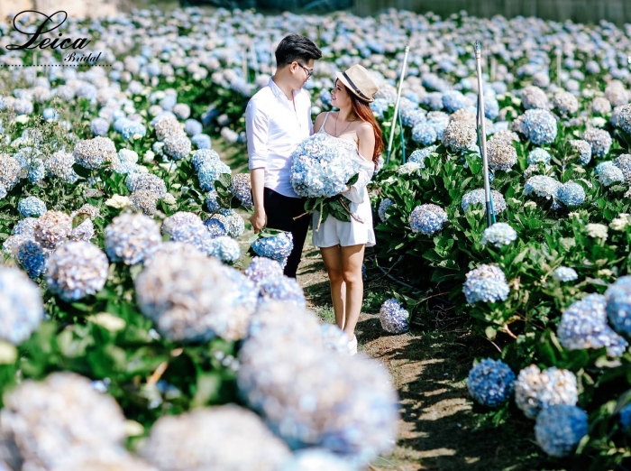 Ý nghĩa hoa cẩm tú cầu 1858215729