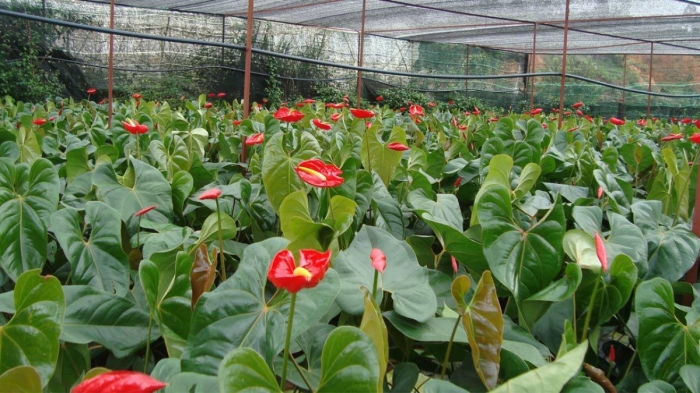 Hoa hồng môn - loại cây cảnh mang nhiều ý nghĩa phong thủy may mắn 1976954562