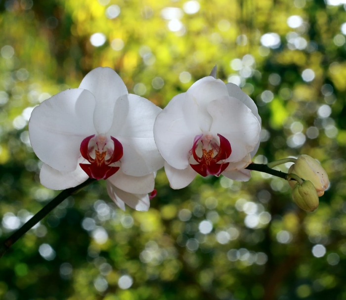 Lan hồ điệp - loài hoa mang vẻ đẹp kiêu sa và sang trọng 1580253352