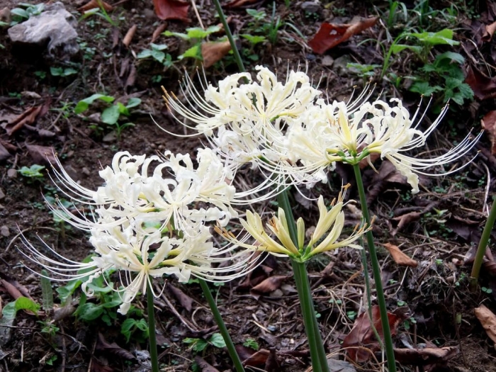 Tìm hiểu về ý nghĩa và công dụng của những bông hoa bỉ ngạn 988795115