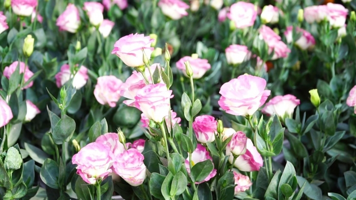 Nguồn gốc, ý nghĩa và công dụng của hoa cát tường 966332188