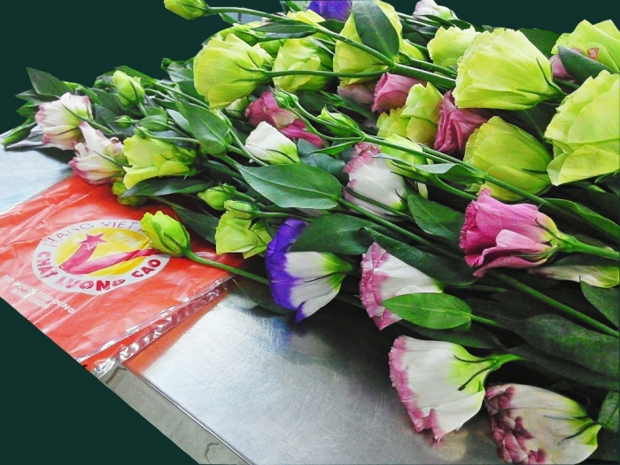 Nguồn gốc, ý nghĩa và công dụng của hoa cát tường 966332188