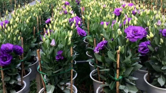 Nguồn gốc, ý nghĩa và công dụng của hoa cát tường 966332188