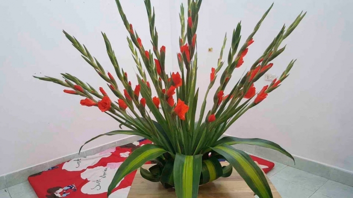 Gợi ý cách chọn hoa lay ơn làm quà vào những dịp đặc biệt 926285007