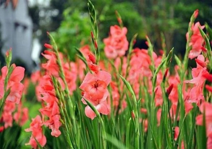 Gợi ý cách chọn hoa lay ơn làm quà vào những dịp đặc biệt 926285007