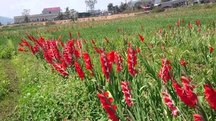 Gợi ý cách chọn hoa lay ơn làm quà vào những dịp đặc biệt 926285007