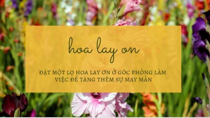 Gợi ý cách chọn hoa lay ơn làm quà vào những dịp đặc biệt 926285007