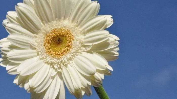 Ý nghĩa đặc biệt của những bó hoa đồng tiền 341853258