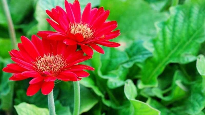 Ý nghĩa đặc biệt của những bó hoa đồng tiền 341853258