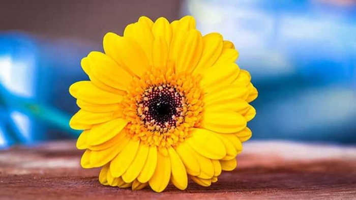 Ý nghĩa đặc biệt của những bó hoa đồng tiền 341853258