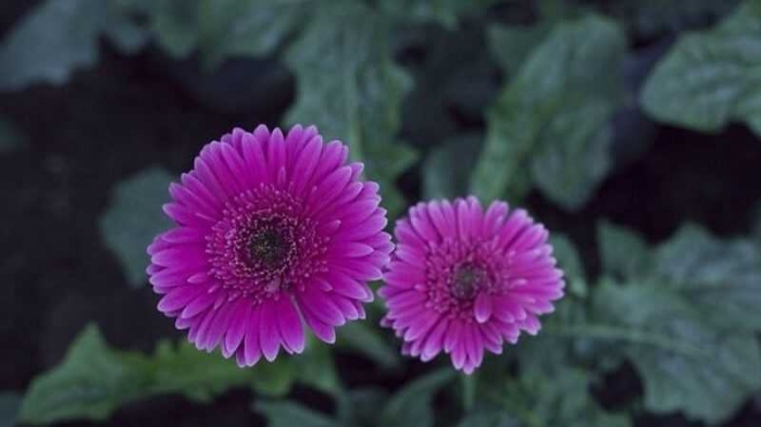 Ý nghĩa đặc biệt của những bó hoa đồng tiền 341853258