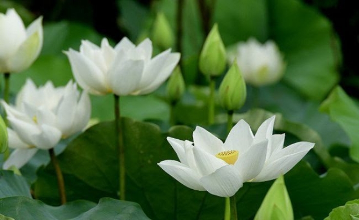 Hoa sen trắng đám tang - Một đám tang luôn rơi vào sự buồn bã và u uất, nhưng hoa sen trắng trong bức ảnh này sẽ mang đến cho bạn sự hi vọng và hy vọng cùng nhìn nhận cuộc sống một cách đầy tích cực hơn.