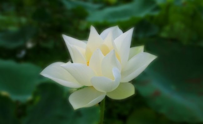 4 lý do tại sao hoa sen trắng đám tang được sử dụng nhiều  1466222327