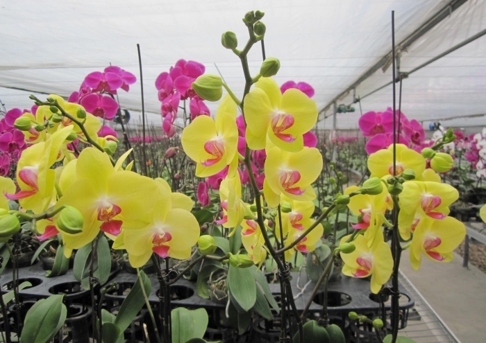 Tặng hoa sinh nhật cho người tuổi Thìn 2021704581