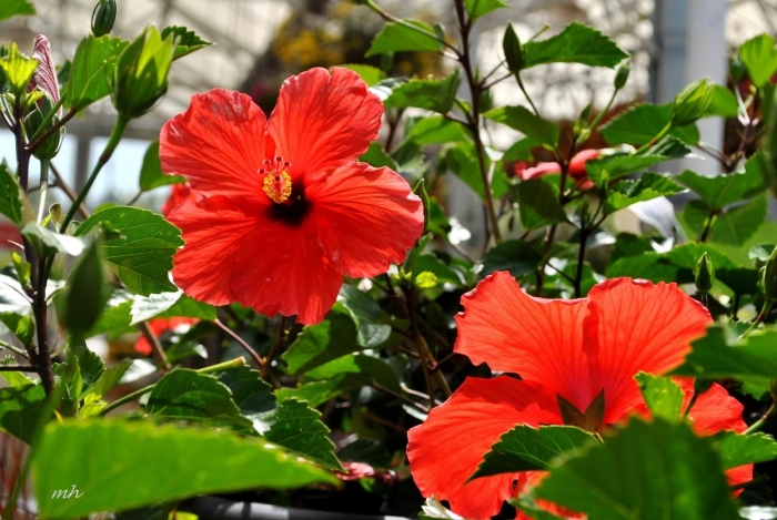 Cách chăm sóc hoa râm bụt để cây luôn đẹp, tươi tắn 39767501