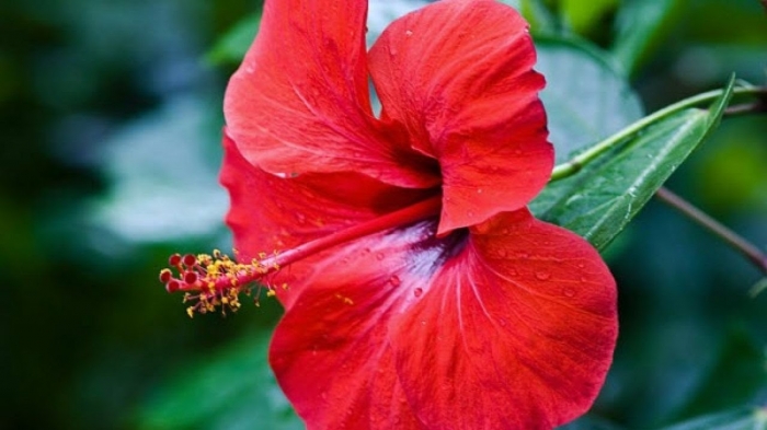 Cách chăm sóc hoa râm bụt để cây luôn đẹp, tươi tắn 39767501