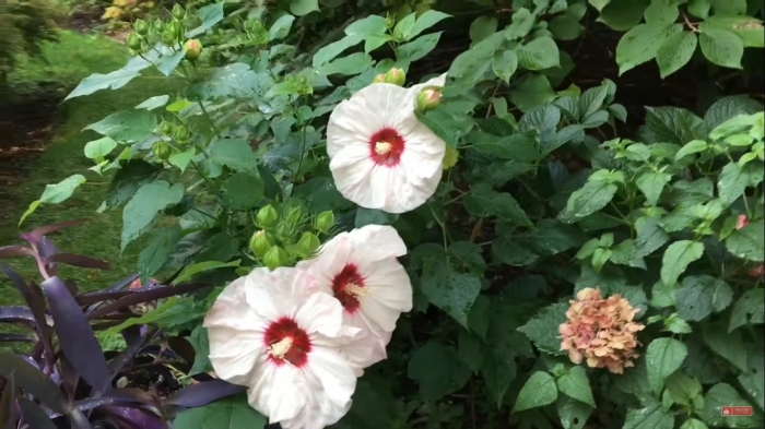 Cách chăm sóc hoa râm bụt để cây luôn đẹp, tươi tắn 39767501