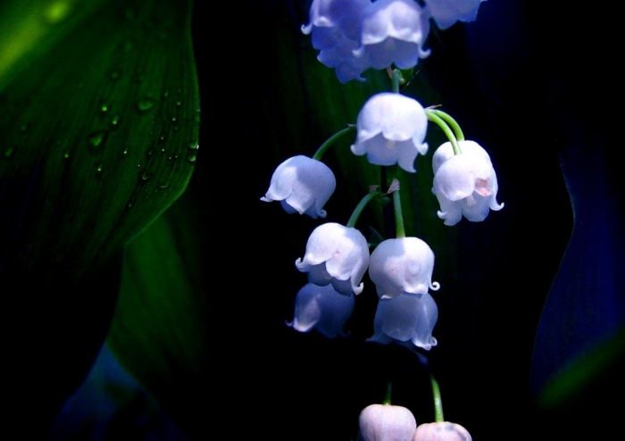 Ý nghĩa của hoa lan chuông và những điều cần biết về lan chuông 2086102076