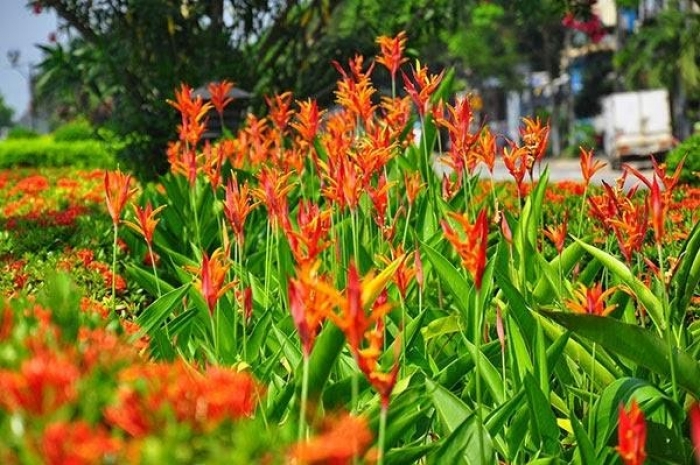 Hoa thiên điểu - Biểu tượng của một tình yêu đôi lứa vĩnh hằng và viên mãn 26701393