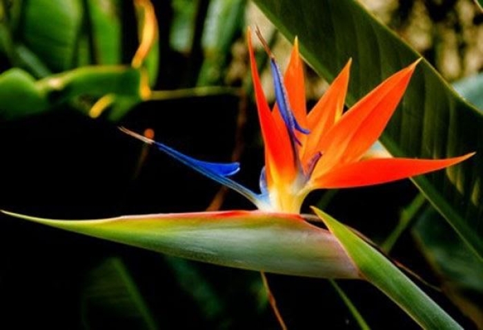 Hoa thiên điểu - Biểu tượng của một tình yêu đôi lứa vĩnh hằng và viên mãn 26701393