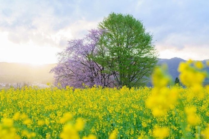 Những công dụng và ý nghĩa tuyệt vời của hoa cải 1889008232