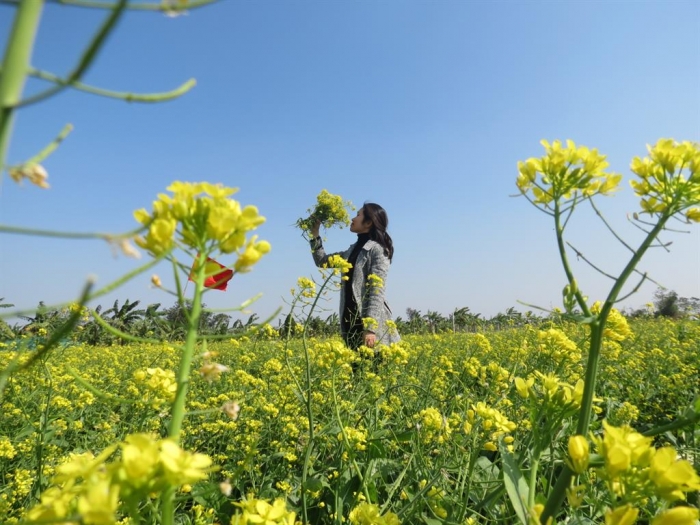 Những công dụng và ý nghĩa tuyệt vời của hoa cải 1889008232
