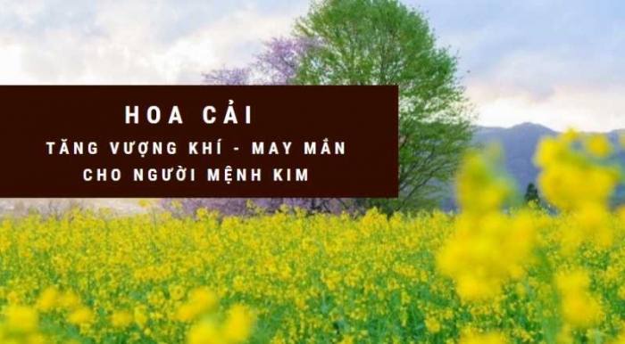 Những công dụng và ý nghĩa tuyệt vời của hoa cải 1598600051