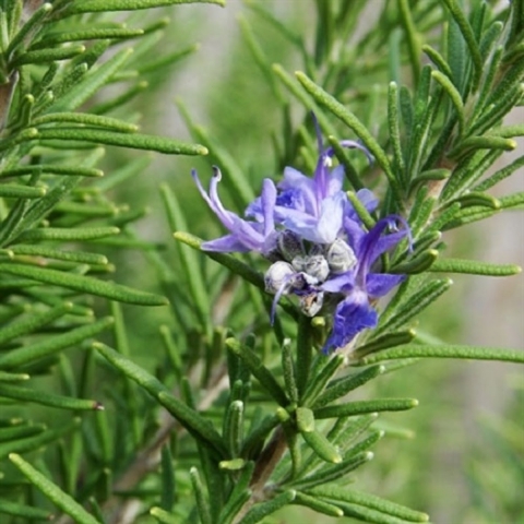 Cây hương thảo - Xuất xứ, công dụng và ý nghĩa trong cuộc sống 388536104