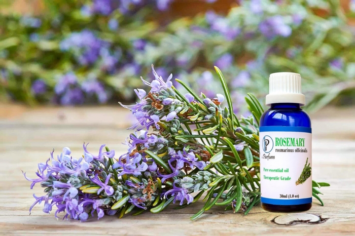 Cây hương thảo - Xuất xứ, công dụng và ý nghĩa trong cuộc sống 388536104