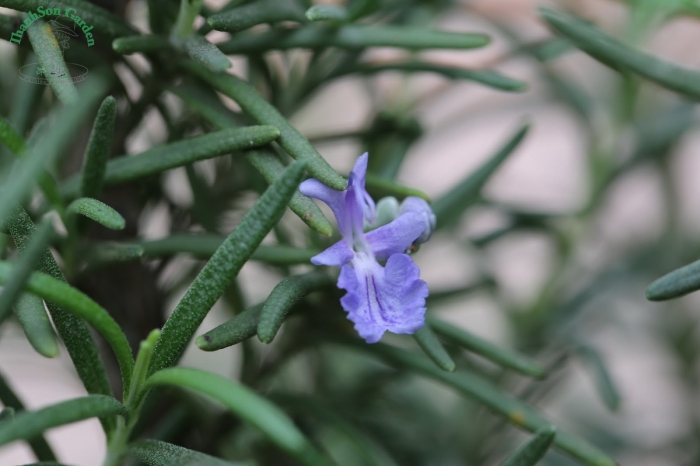 Cây hương thảo - Xuất xứ, công dụng và ý nghĩa trong cuộc sống 388536104