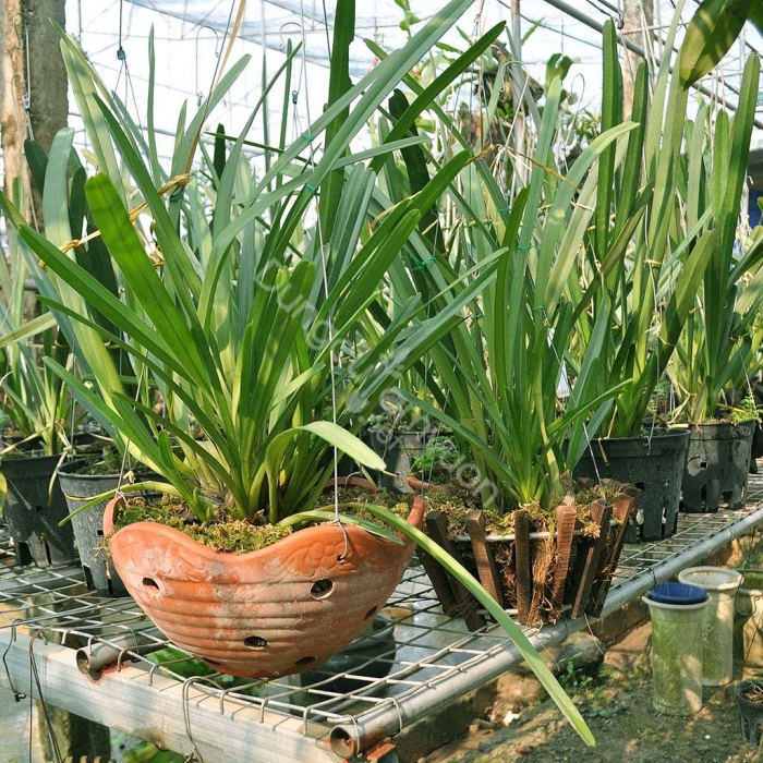 Hoa lan kiếm - Loài hoa tượng trưng cho nhiều ý nghĩa 522102357