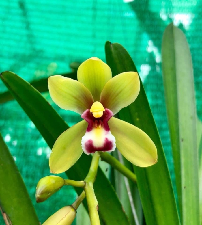 Hoa lan kiếm - Loài hoa tượng trưng cho nhiều ý nghĩa 522102357