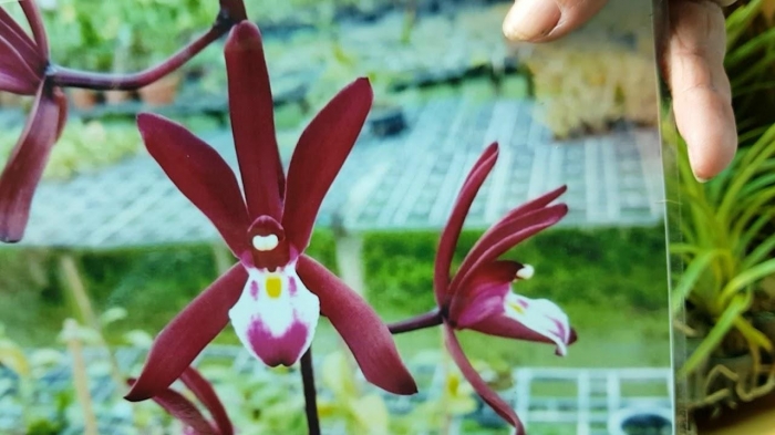 Hoa lan kiếm - Loài hoa tượng trưng cho nhiều ý nghĩa 522102357