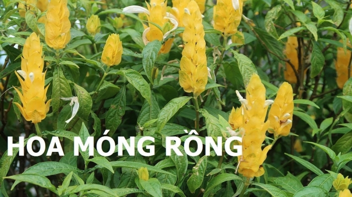 Tìm hiểu về loài hoa móng rồng- Nguồn gốc và ý nghĩa của hoa móng rồng