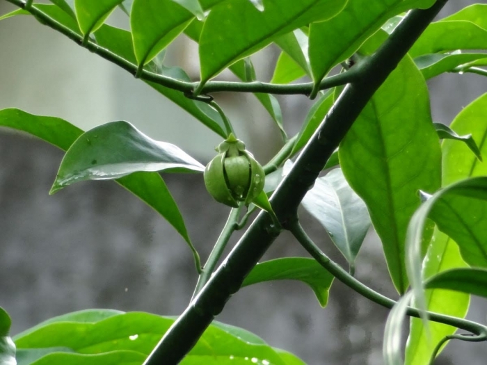 Tìm hiểu về loài hoa móng rồng- Nguồn gốc và ý nghĩa của hoa móng rồng 1949745507