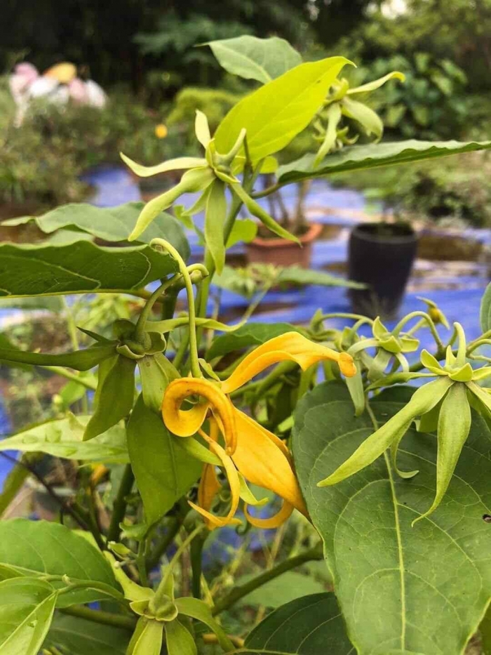 Tìm hiểu về loài hoa móng rồng- Nguồn gốc và ý nghĩa của hoa móng rồng 1949745507