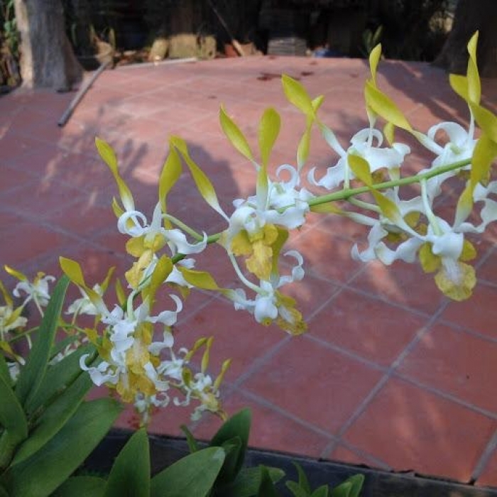 Tìm hiểu về loài hoa móng rồng- Nguồn gốc và ý nghĩa của hoa móng rồng 1949745507