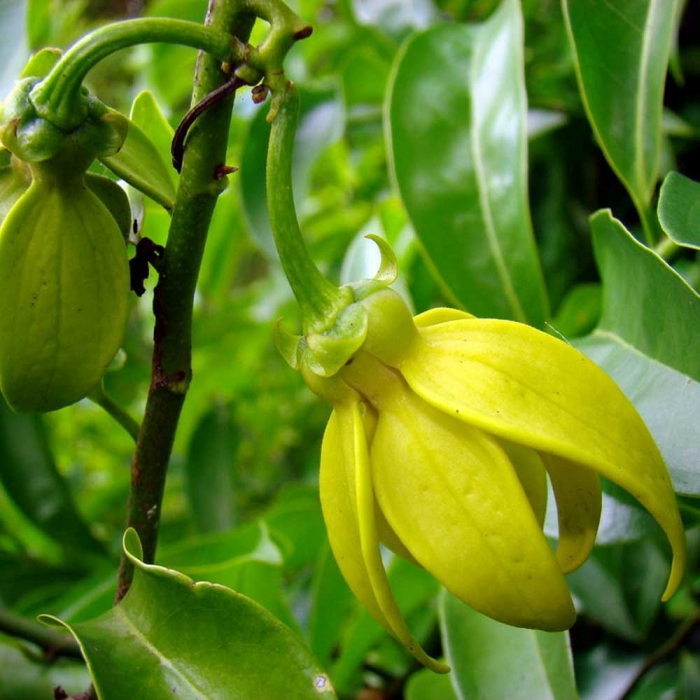 Tìm hiểu về loài hoa móng rồng- Nguồn gốc và ý nghĩa của hoa móng rồng 1949745507