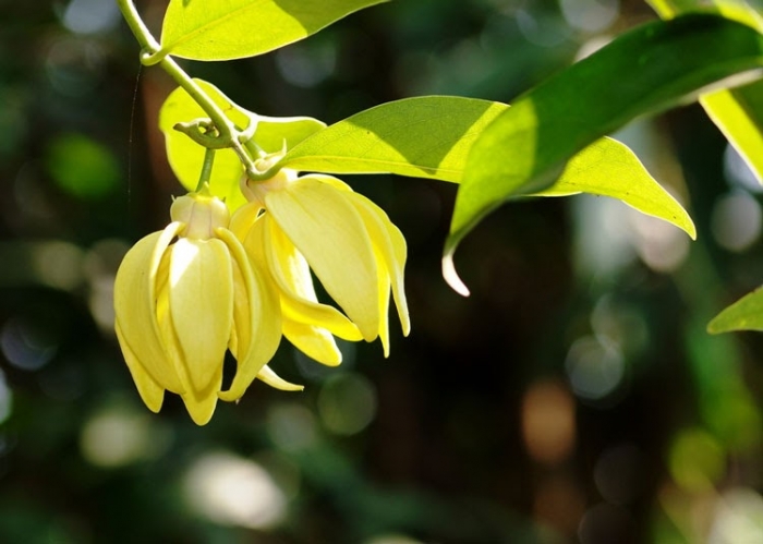 Tìm hiểu về loài hoa móng rồng- Nguồn gốc và ý nghĩa của hoa móng rồng 1949745507