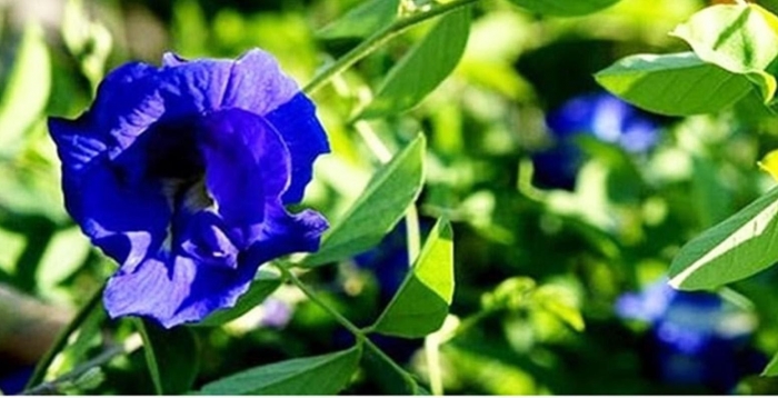 Hoa đậu biếc và công dụng tuyệt vời của hoa đậu biếc 1002113523