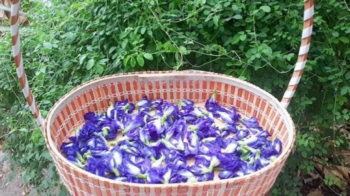 Hoa đậu biếc và công dụng tuyệt vời của hoa đậu biếc 1002113523