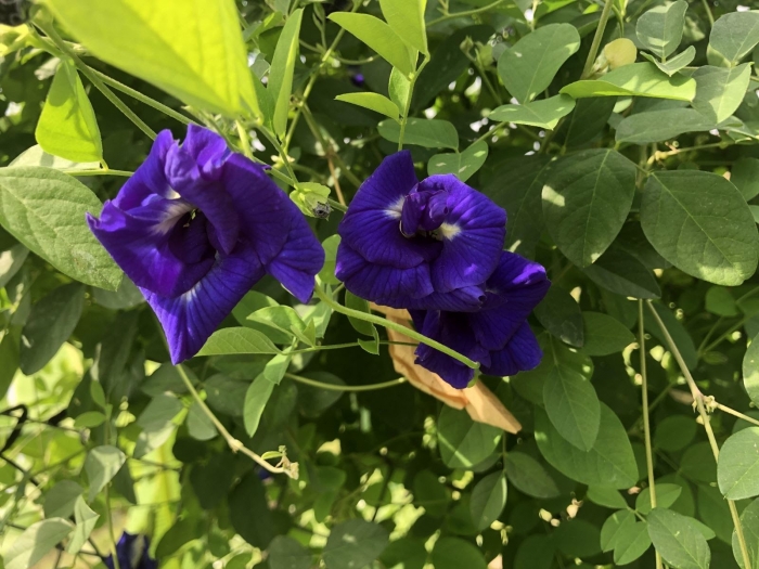 Hoa đậu biếc và công dụng tuyệt vời của hoa đậu biếc 1002113523